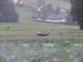 hochwasser in neuhofen 65068365