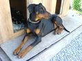 Min Troumhund 41429971