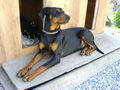 Min Troumhund 41429988