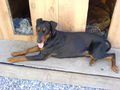 Min Troumhund 41430017