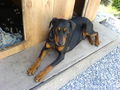 Min Troumhund 41430063