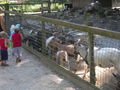 15.08.09 - Tierisch guad "gg" 65147141