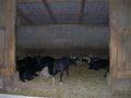 15.08.09 - Tierisch guad "gg" 65500752