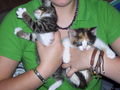 unsere 2 katzenbabys 73843361