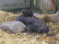 Im Tierpark Wels 43073472