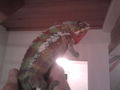 Mein Chameleon DIEGO! 70126630