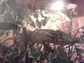 Mein Chameleon DIEGO! 70127480