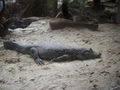 Tierpark Schmiding am 31.8.2009 66118928