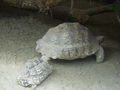 Tierpark Schmiding am 31.8.2009 66118977