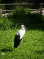 Tierpark Schmiding am 31.8.2009 66119303