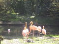 Tierpark Schmiding am 31.8.2009 66119347