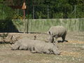 Tierpark Schmiding am 31.8.2009 66119422