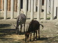 Tierpark Schmiding am 31.8.2009 66119445