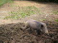 Wildpark Hochkreut 2.9.2009 66211432