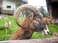 Wildpark Hochkreut 2.9.2009 66211634