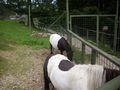 Wildpark Hochkreut 2.9.2009 66211692