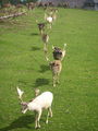 Wildpark Hochkreut 2.9.2009 66212078