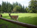 Wildpark Hochkreut 2.9.2009 66212106