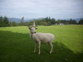 Wildpark Hochkreut 2.9.2009 66212128