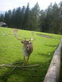 Wildpark Hochkreut 2.9.2009 66212168