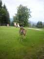 Wildpark Hochkreut 2.9.2009 66212193