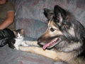 Meine Tiere Bagira und Bumblebee 63619380