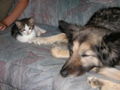 Meine Tiere Bagira und Bumblebee 63619464