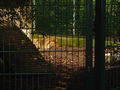 Ausflug Tierpark Haag 2008 42291638