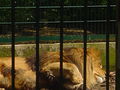 Ausflug Tierpark Haag 2008 42291642