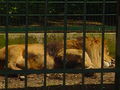 Ausflug Tierpark Haag 2008 42291648
