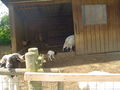 Ausflug Tierpark Haag 2008 42291721