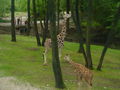 Tierpark Schmiding 2008 42332010