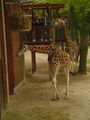 Tierpark Schmiding 2008 42332053