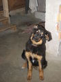 Des isch Tino min neuer Hund!!! 42406873