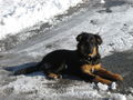 Des isch Tino min neuer Hund!!! 42407967