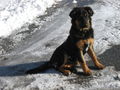 Des isch Tino min neuer Hund!!! 42408841