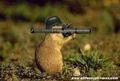 Squirrels with gun 45968057