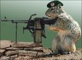 Squirrels with gun 45968061