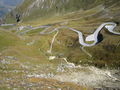 Großglockner fahrt mit dem Rad 2006 64451325