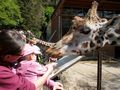 Ausflug im Tierpark Schmieding 42845800