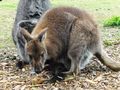 Ausflug im Tierpark Schmieding 42846958