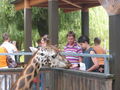 Ein Tag im Zoo 43747101