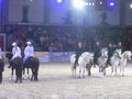 Pferd Wels Showabend 2009 60152082