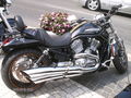 Harleywood '09 66719842