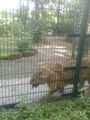 Tierpark Haag 59157778