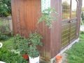 Tomaten 61028542