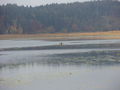 Gösseldorfersee Okt. 08 47364431