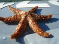 Kroatien Boot Sep.09 66850306