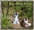 Hunde und Katzen 48567453