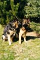 Hunde und Katzen 48567471